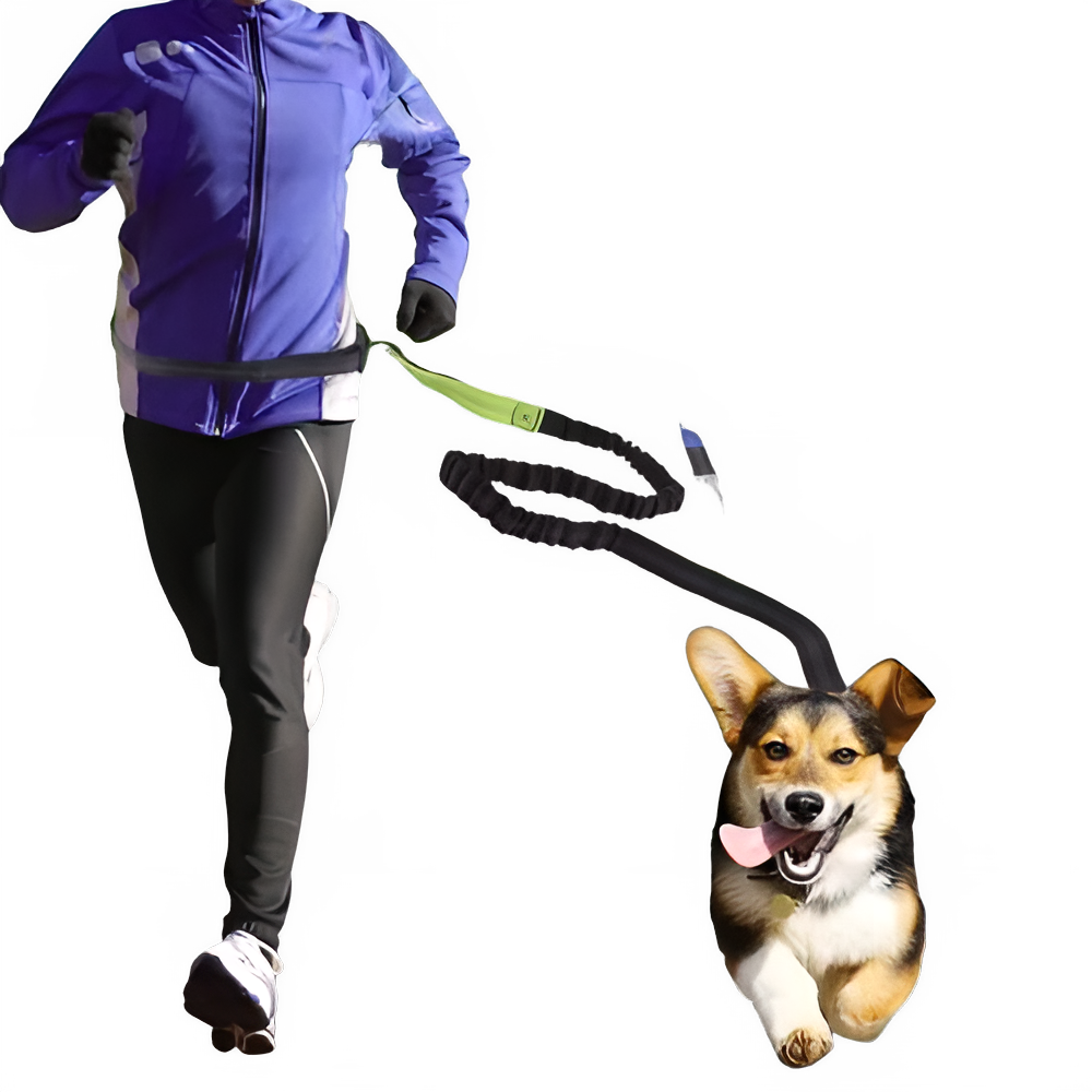 « Laisse mains libres pour chien avec ceinture ajustable - Vue principale pour course et balade »