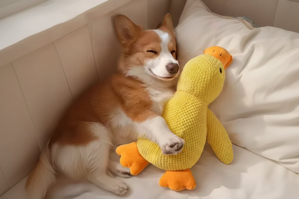 Jouet canard couineur pour chien - Vue principale